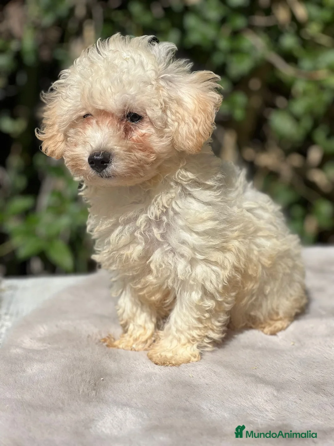 Maltipoo perros en venta: Maltipoo apricot - Anuncio 5