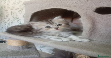 Persa gatos - Anuncio 10