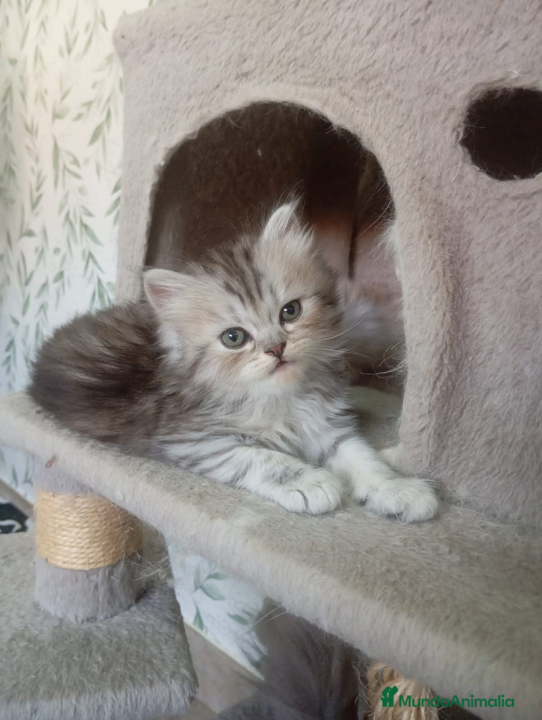 Persa gatos en venta: Gatos Persa - Imagen 3