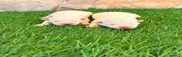 West Highland White Terrier perros en venta: West Highland white terrier-Westy - Anuncio 2