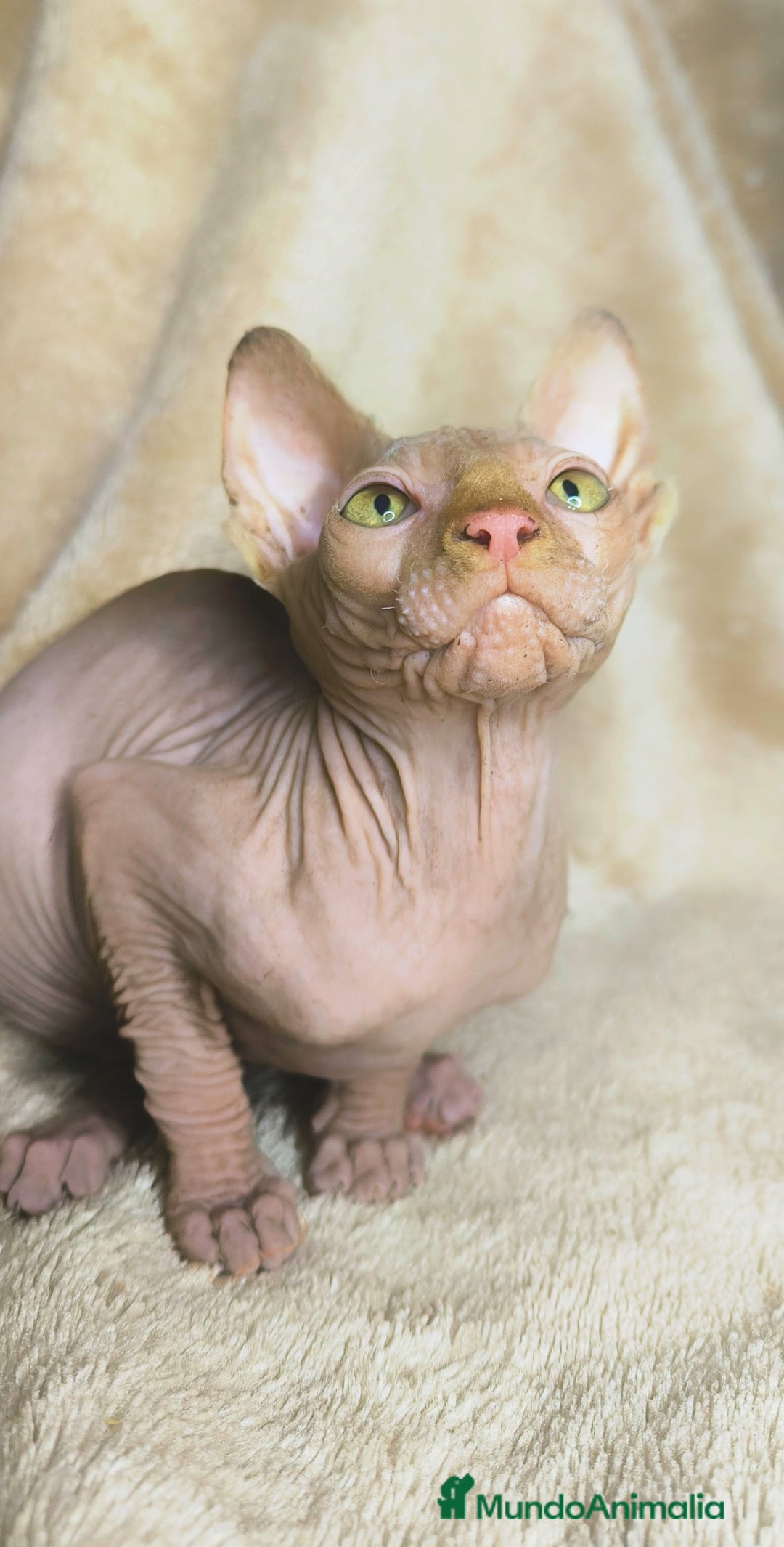 Sphynx gatos en venta: Macho rojo - Anuncio 2