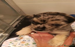 Chihuahua perros en venta: Macho de chihuahua merle  - Imagen 2