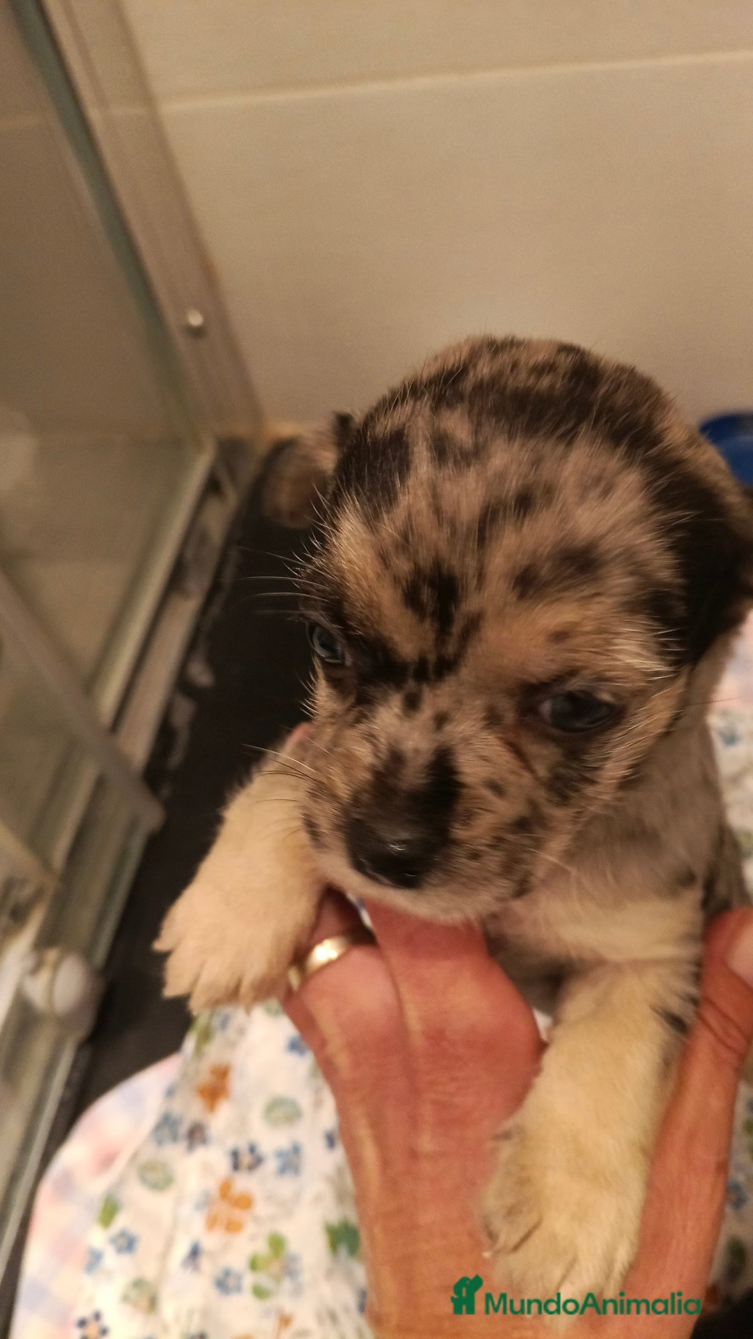 Chihuahua perros en venta: Macho de chihuahua merle  - Imagen 2