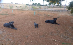 Cane Corso perros en venta: Ultimas 2 hembras de Cane Corso - Imagen 3