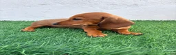 Teckel Miniatura perros en venta: Teckel miniatura - Anuncio 2