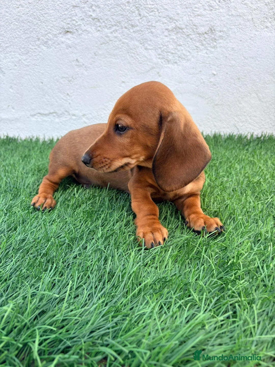 Teckel Miniatura perros en venta: Teckel miniatura - Anuncio 2