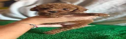 Caniche Toy perros en venta: Cachorros caniche toy  - Anuncio 2