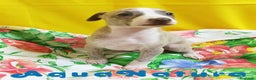 Pequeño Lebrel Italiano perros en venta: Lebrel Italiano Macho 4291 AQUANATURA - Anuncio 5