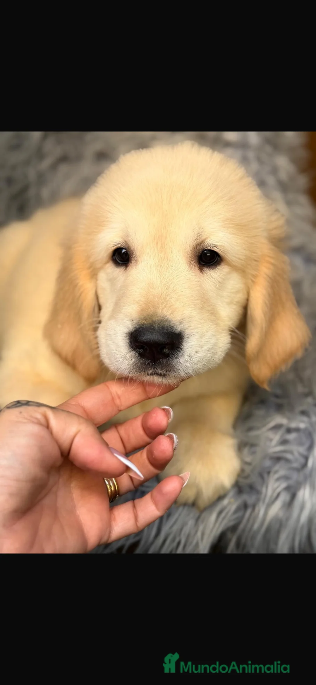 Golden Retriever perros en venta: Camada golden retriever  - Anuncio 2