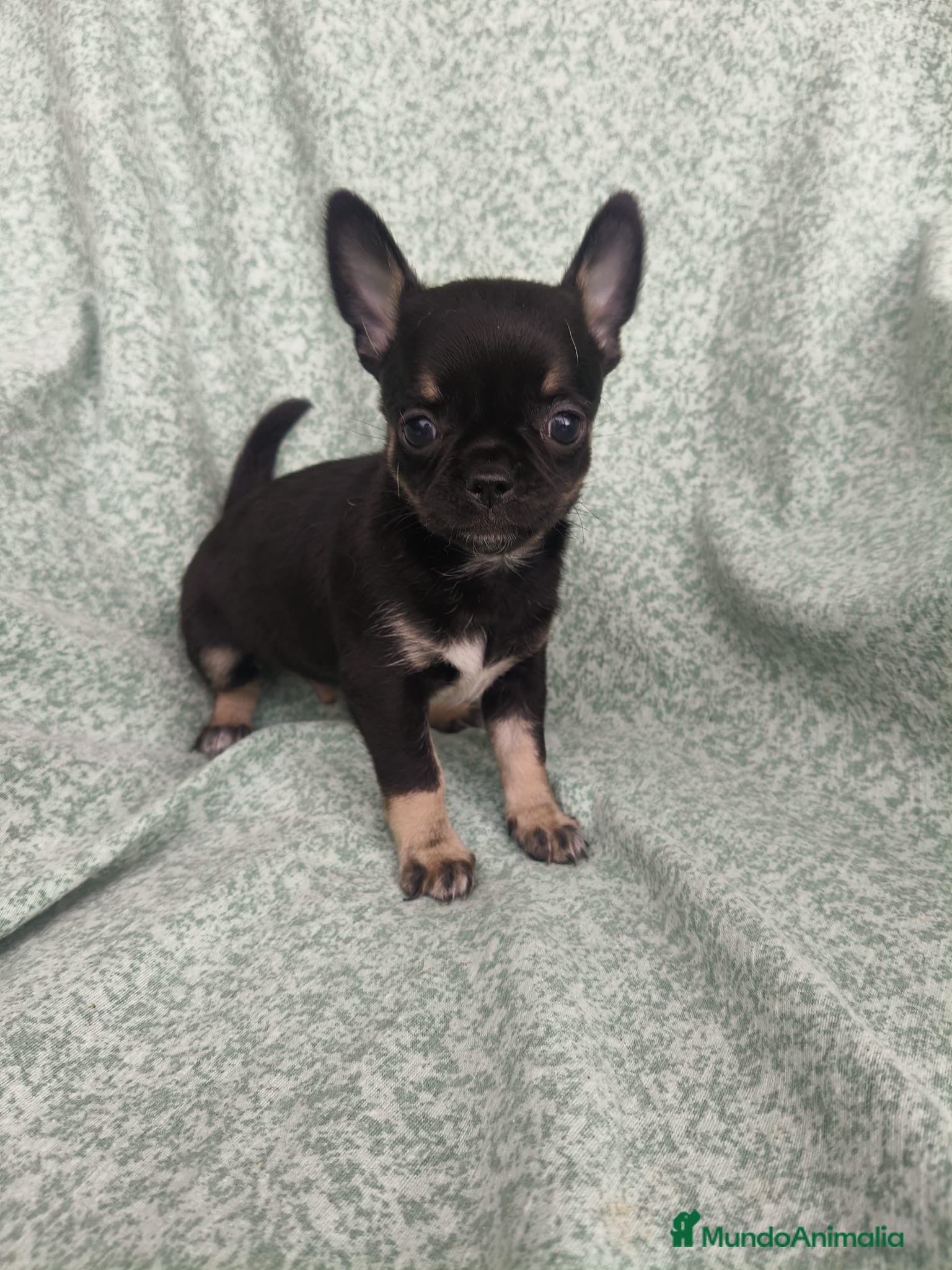 Chihuahua perros Cachorrito Chihuahua - Anuncio 1