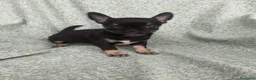 Chihuahua perros en venta: Cachorrito Chihuahua - Anuncio 1