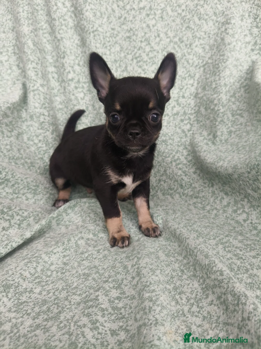 Chihuahua perros en venta: Cachorrito Chihuahua - Anuncio 1