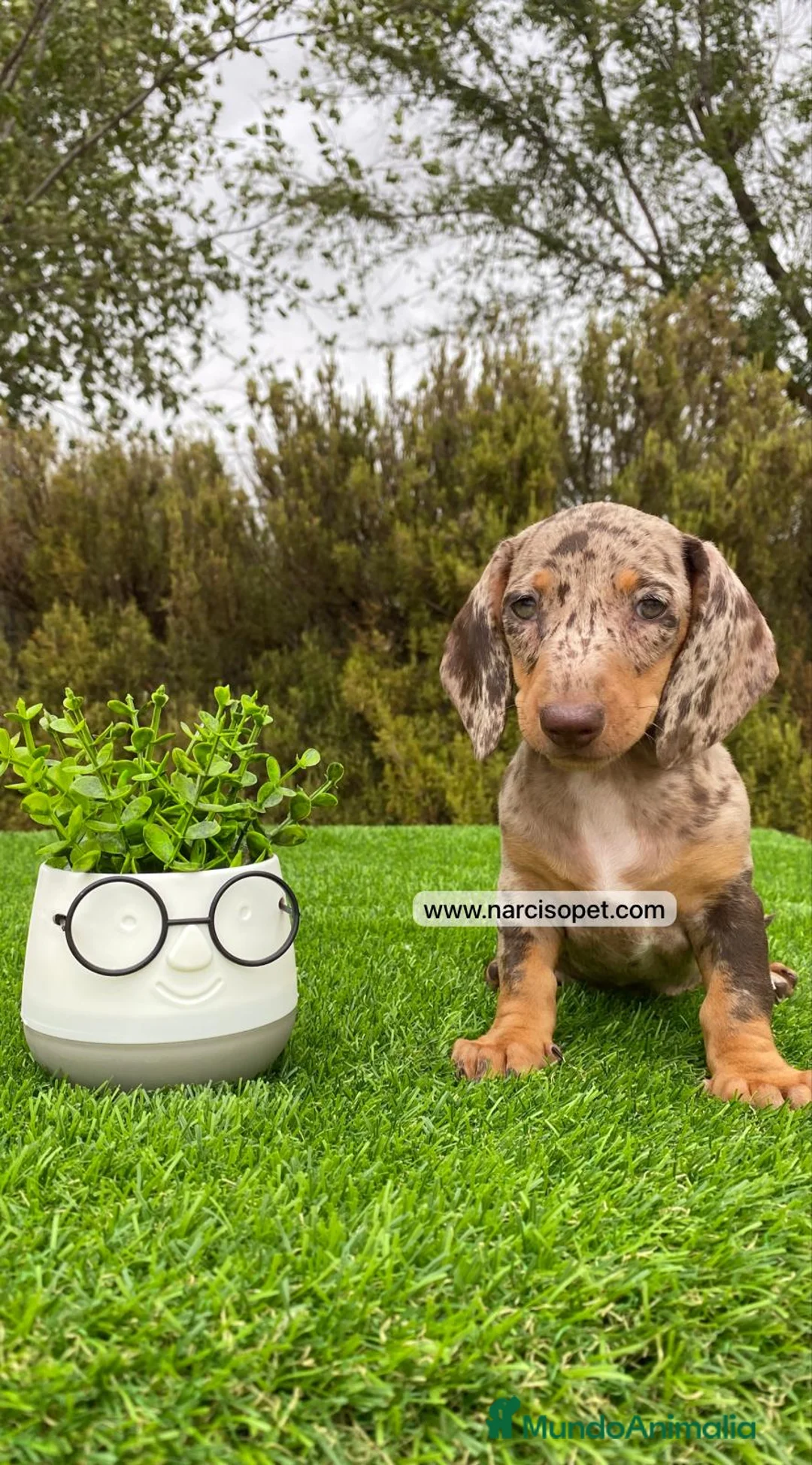 Teckel Miniatura perros en venta: TECKEL ARLEQUIN PURA RAZA - Anuncio 6