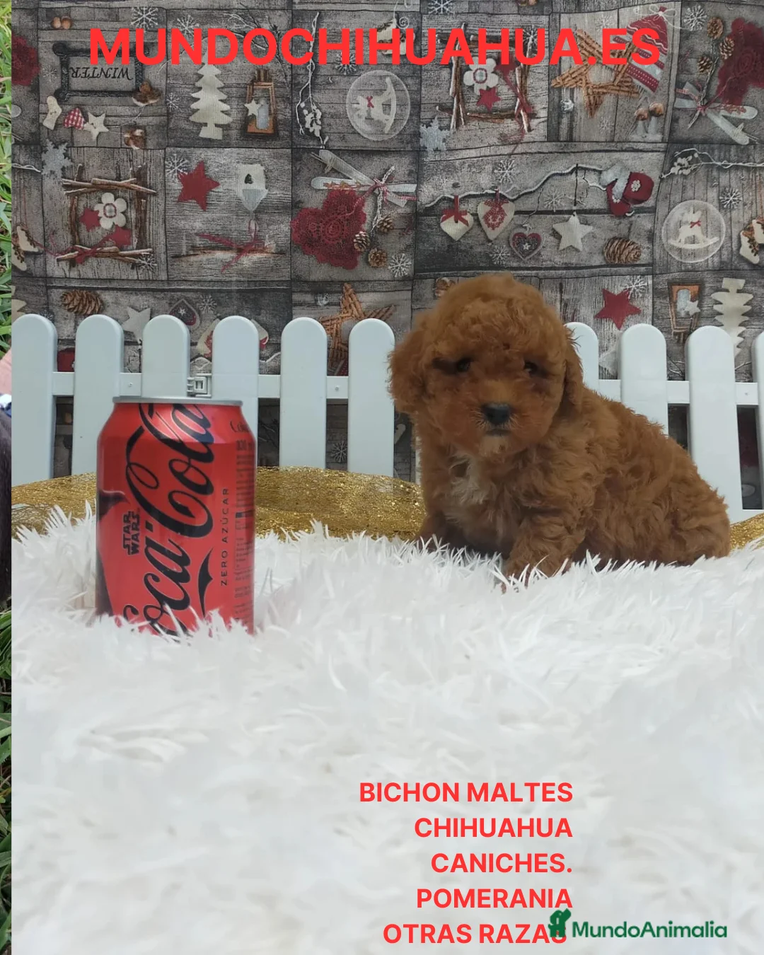 Caniche Toy perros en venta: PRECIOSOS CANICHE  ROJO LINEA TOY - Anuncio 1