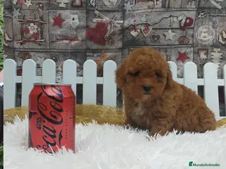 Caniche Toy perros PRECIOSOS CANICHE ROJO LINEA TOY - Anuncio 1