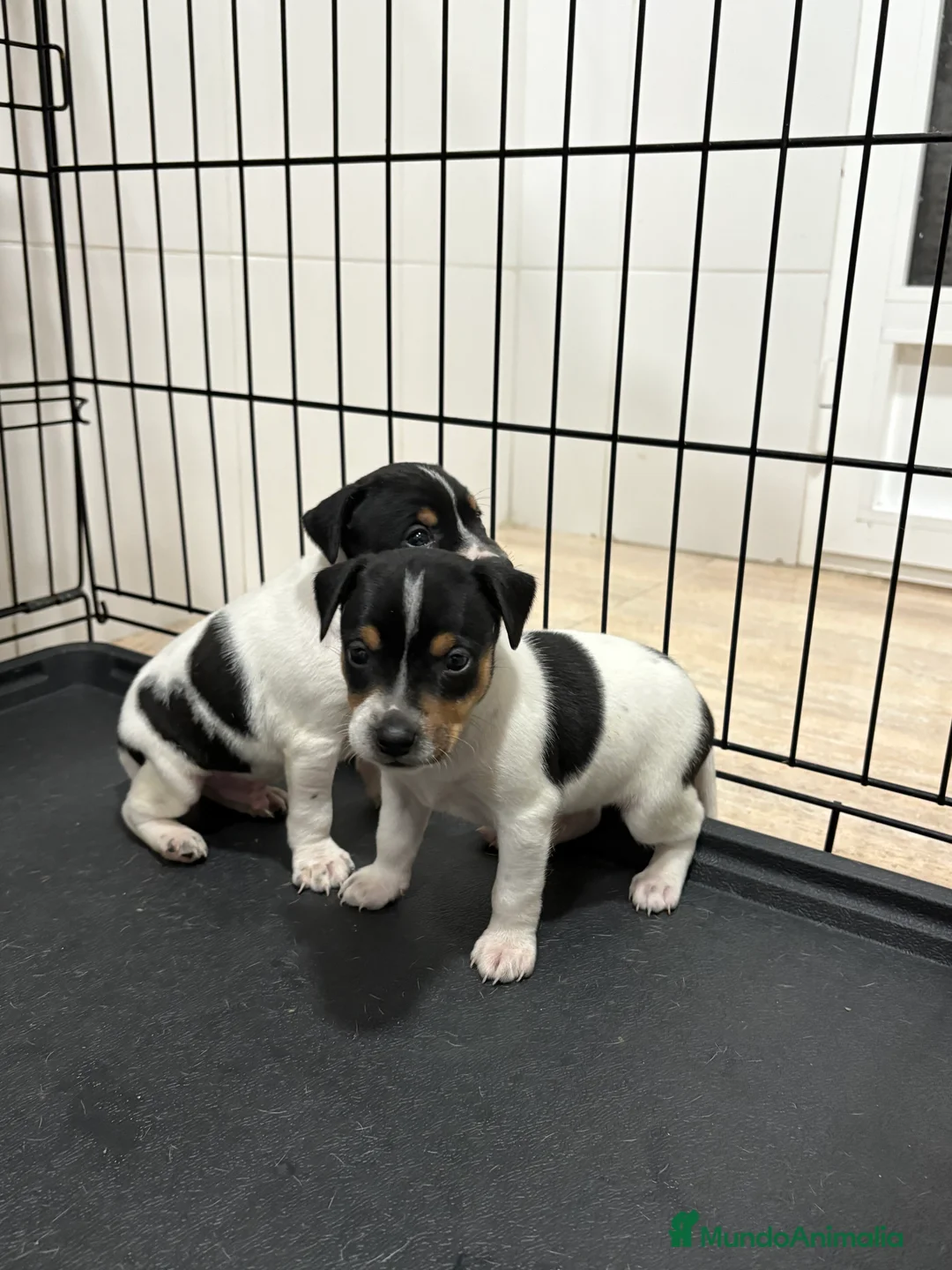 Gos Rater Valencià perros en venta: Cachorros ratonero valenciano gran calidad  - Anuncio 10