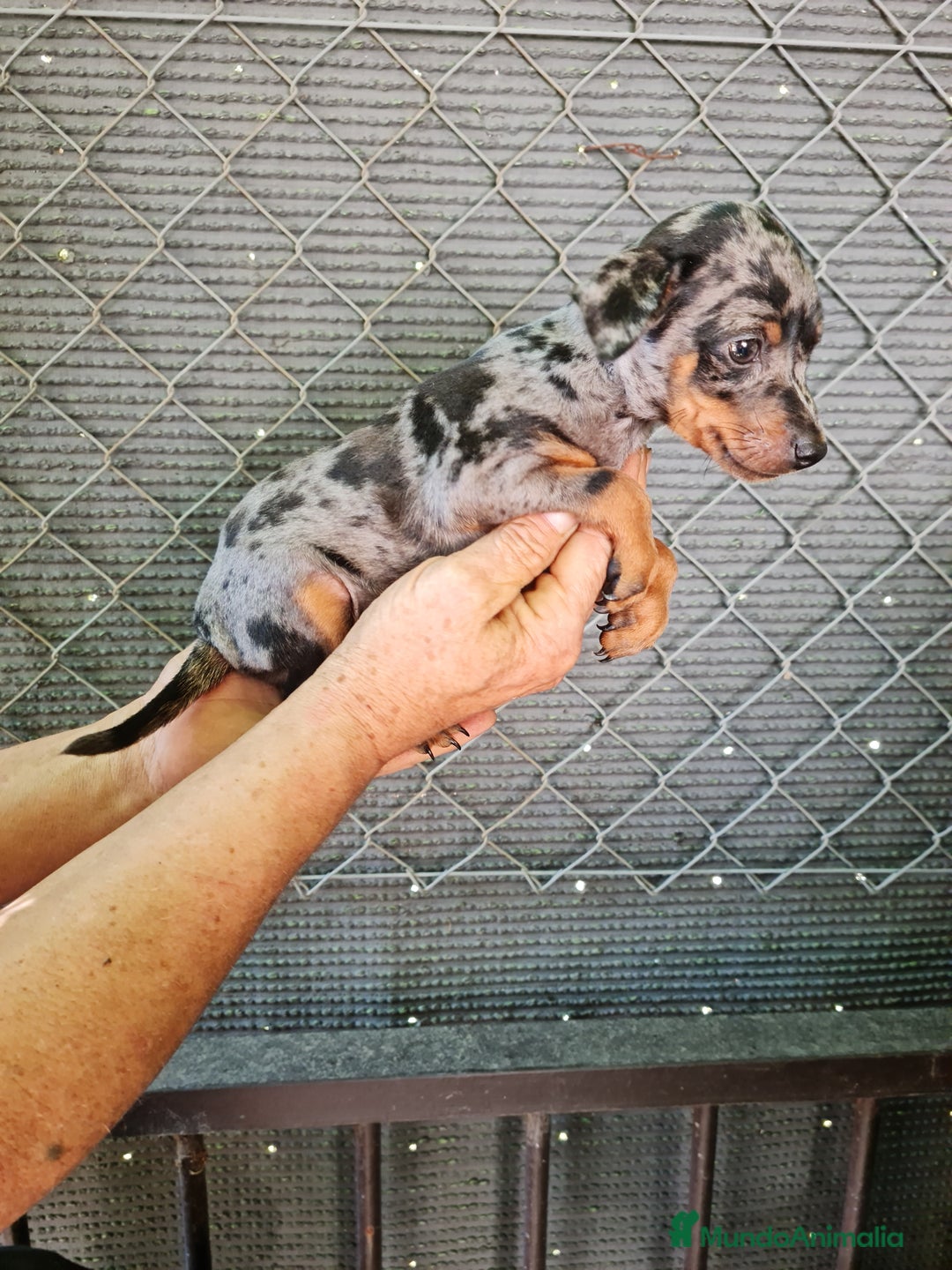Ratón de Praga perros en venta: Raton de praga - Imagen 3