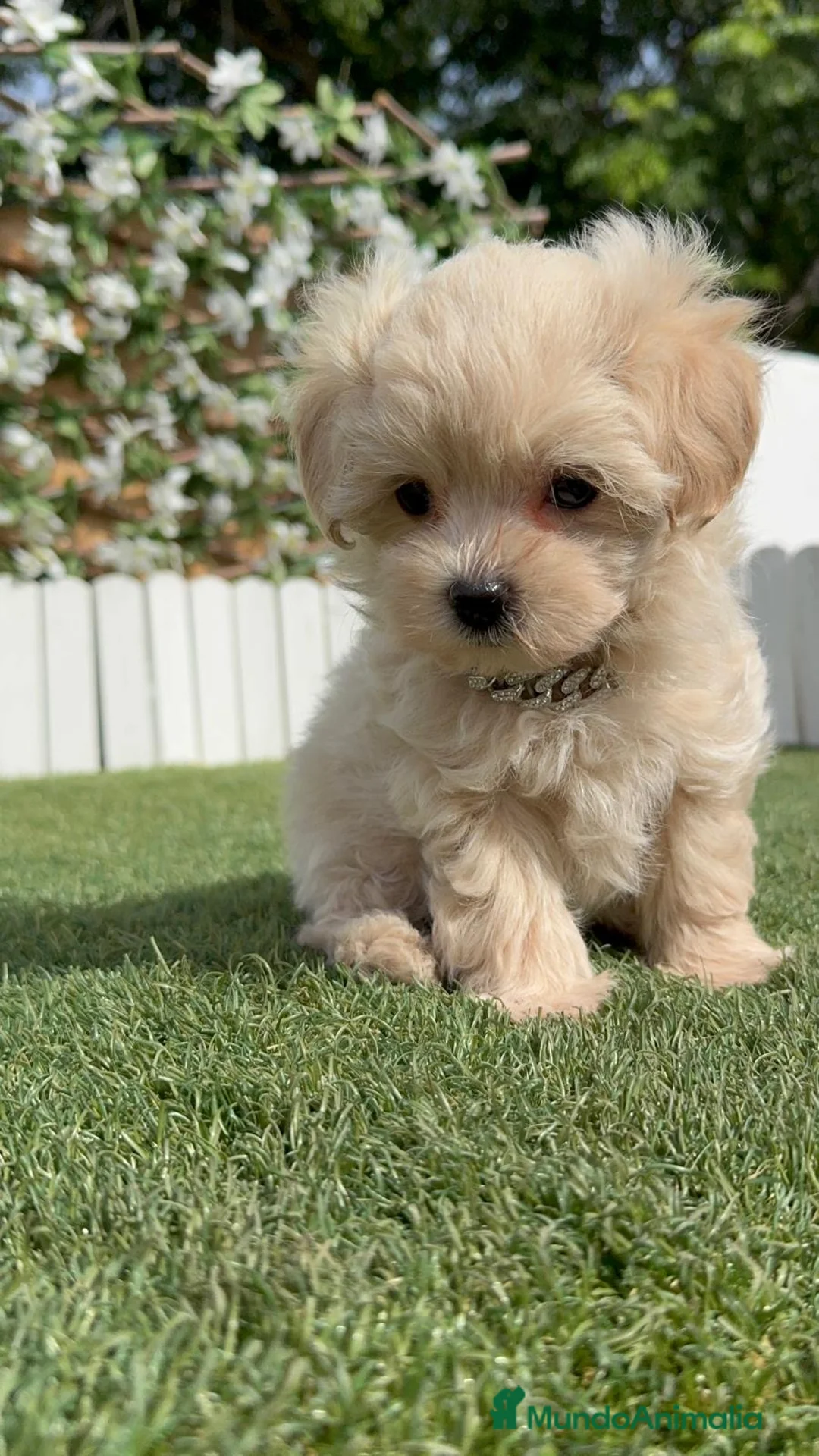 Maltipoo perros en venta: MALTIPOO 100% COREANO - Anuncio 1