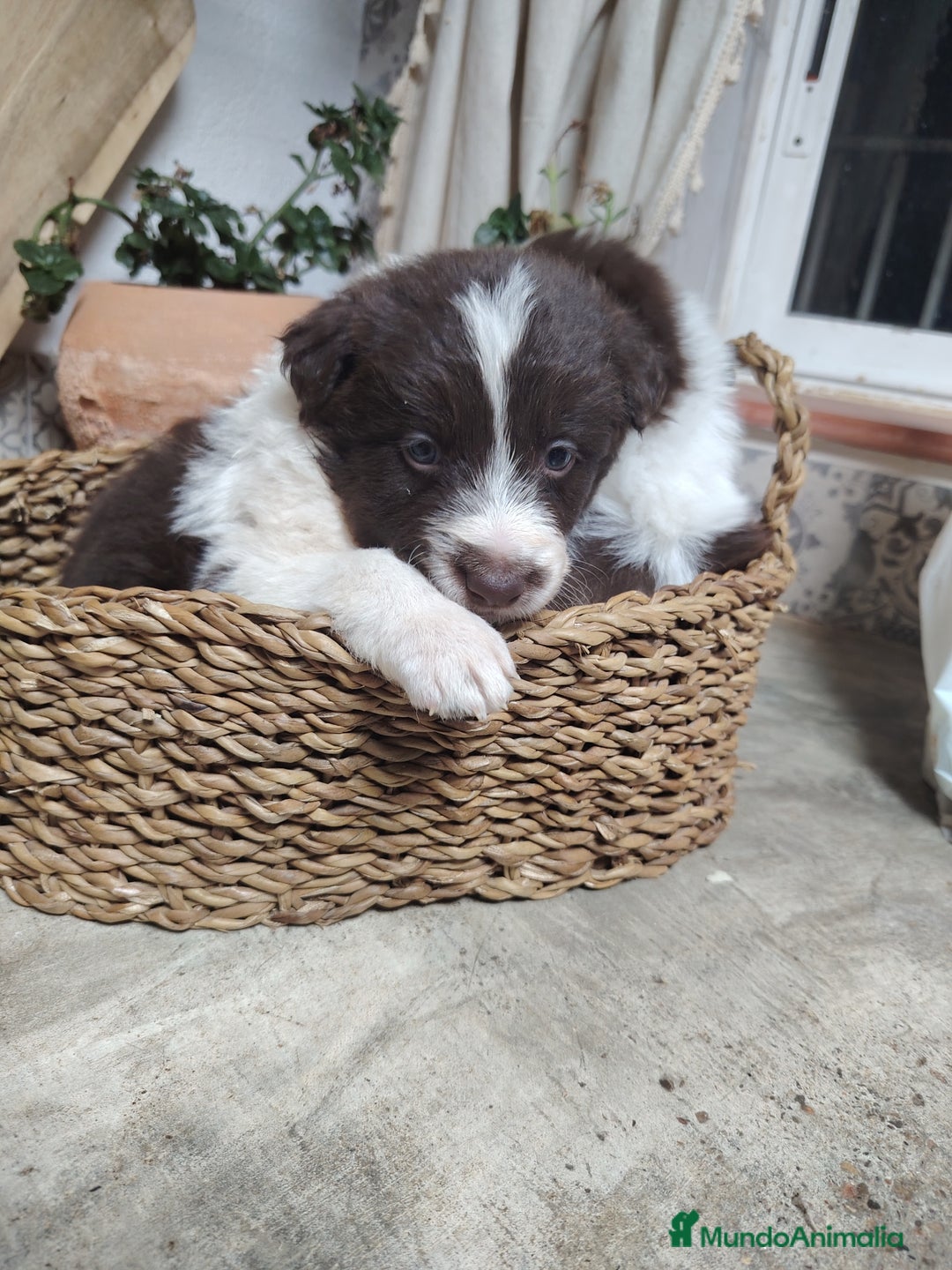 Border Collie perros en venta: Cachorros border collie chocolate y red merle - Anuncio 3