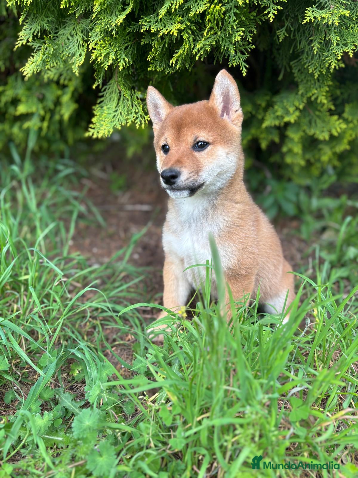 Shiba Inu perros Shiba Inu - Anuncio 1