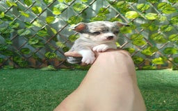 Chihuahua perros en venta: Chihuahua toy - Imagen 1