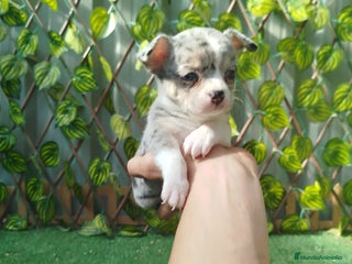 Chihuahua perros - Anuncio 3