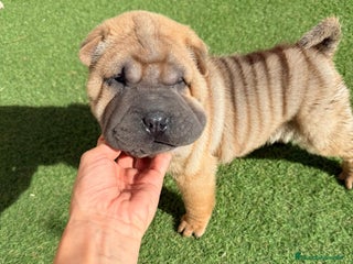 Shar Pei perros - Anuncio 19