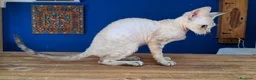 Devon Rex gatos en venta: Preciosos cachorros Devon Rex - Anuncio 11