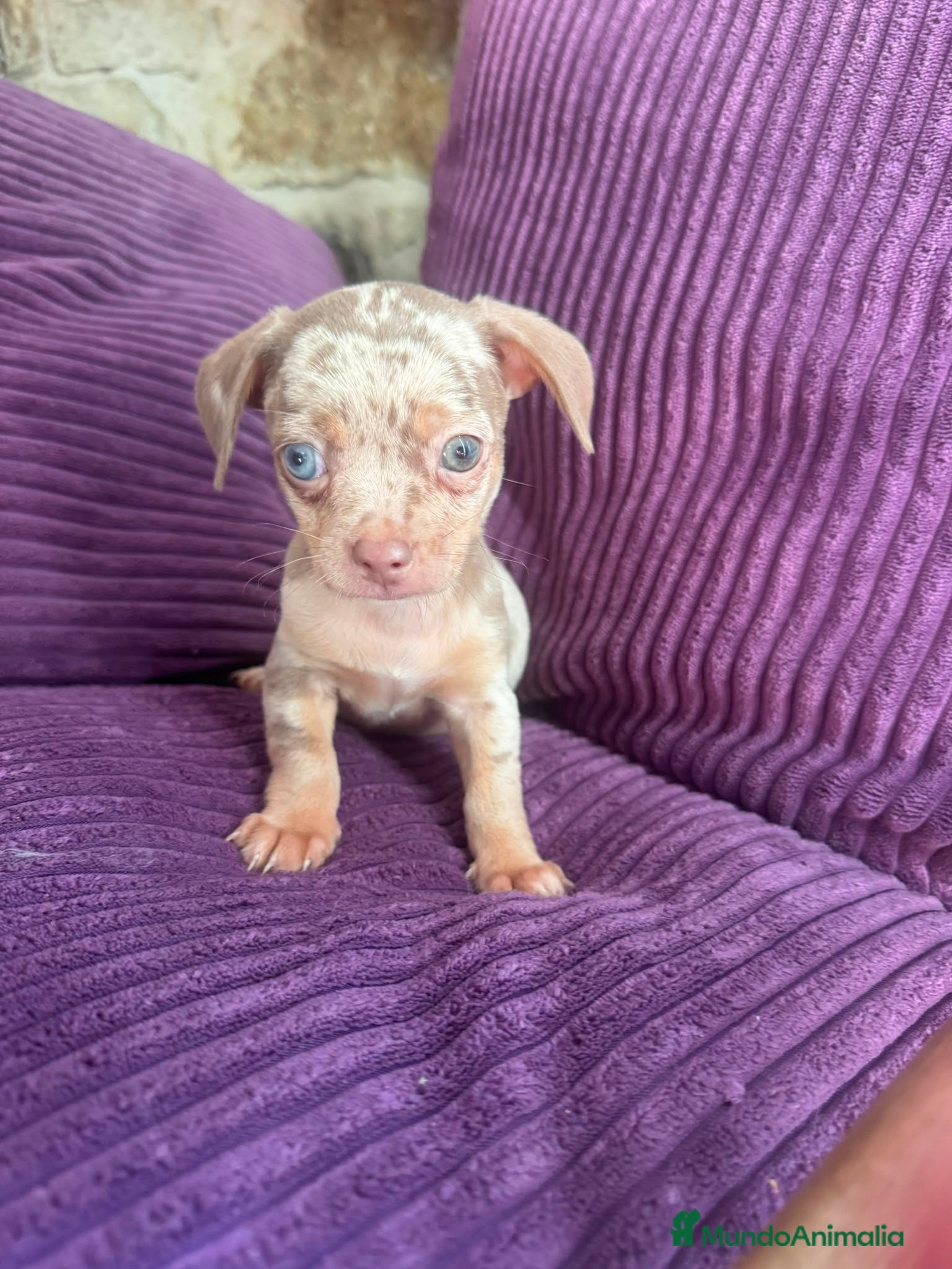 Chihuahua perros Chihuahua merle exotico - Anuncio 16