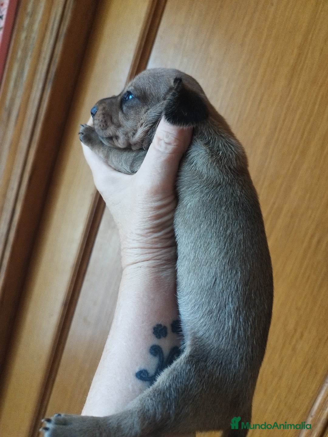Teckel perros en venta: TECKEL PURA RAZA  - Imagen 4