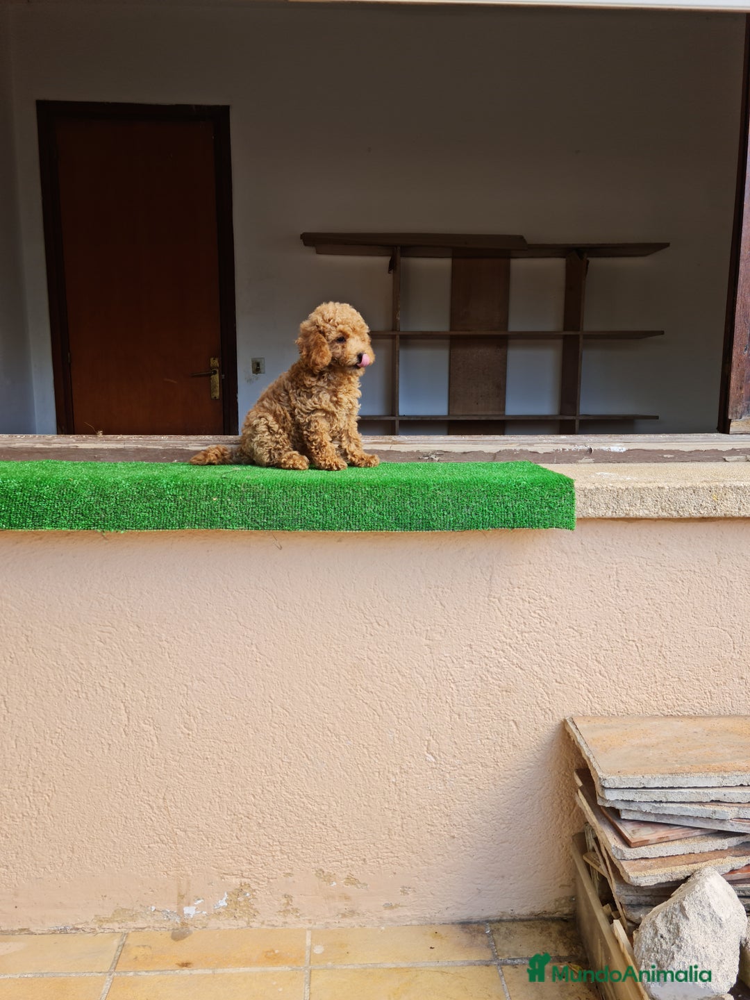 Raza Mixta perros en venta: Caniche toy - Imagen 3