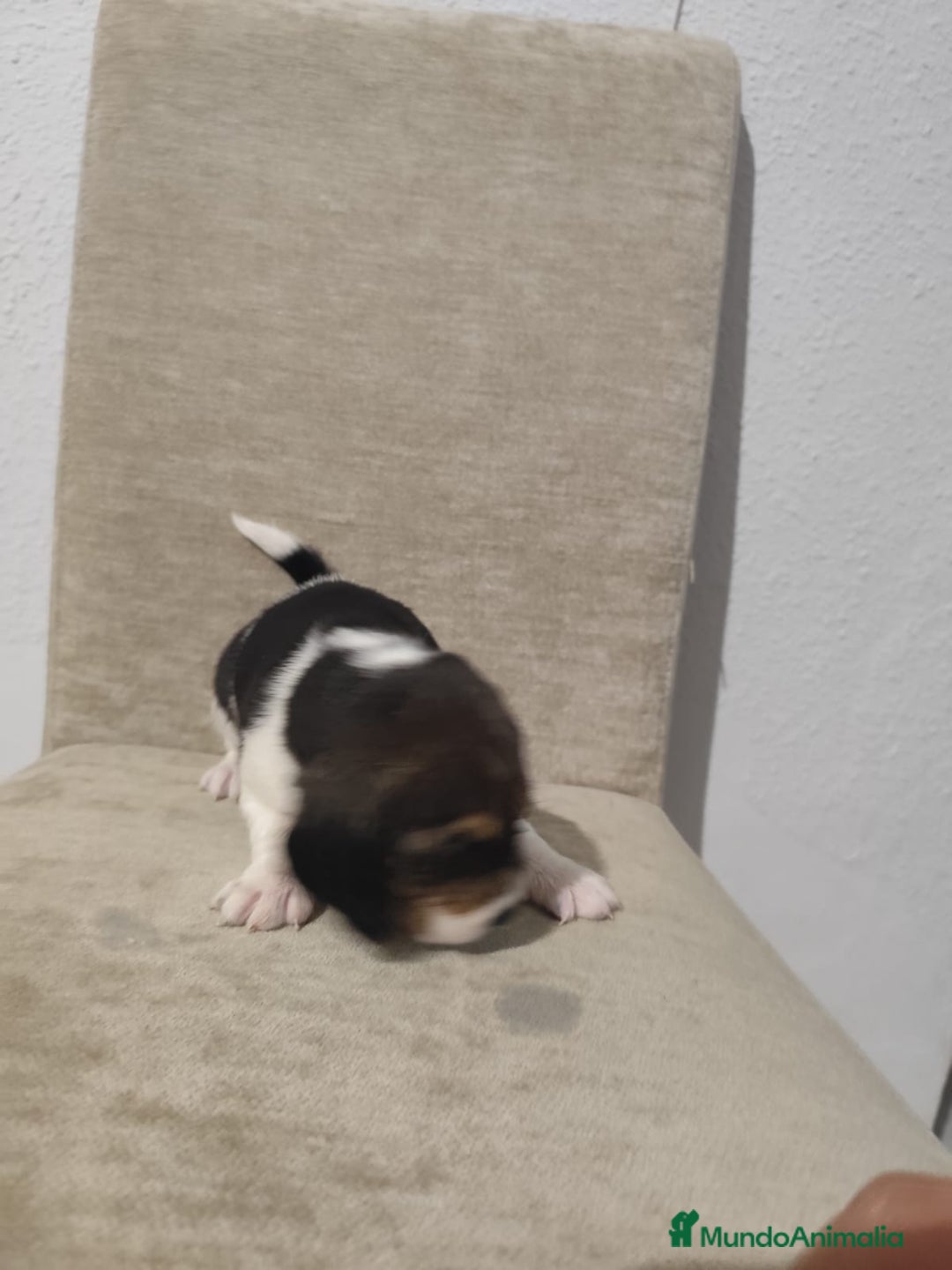 Beagle perros en venta: Beagle - Anuncio 2