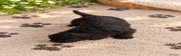 Perro de Agua Español perros en venta: PERRO DE AGUA ESPAÑOL - Anuncio 5