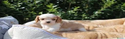 Cavalier King Charles Spaniel perros en venta: CACHORRITOS CAVALIER KING CHARLES SPANIEL - Anuncio 2