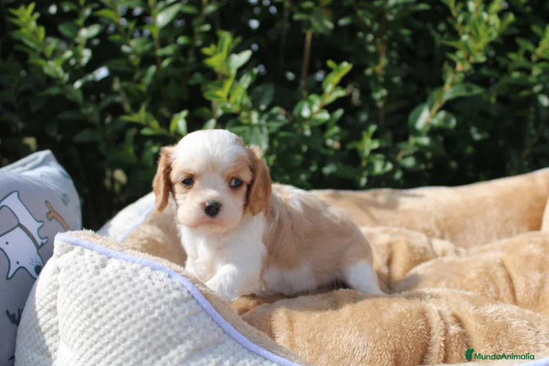 Cavalier King Charles Spaniel perros en venta: CACHORRITOS CAVALIER KING CHARLES SPANIEL - Anuncio 2