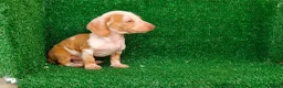 Teckel Miniatura perros en venta: Teckel miniatura  - Anuncio 6