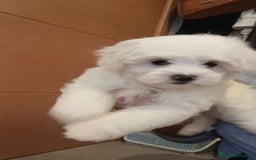Bichón Maltés perros en venta: Bichon maltés  - Imagen 2