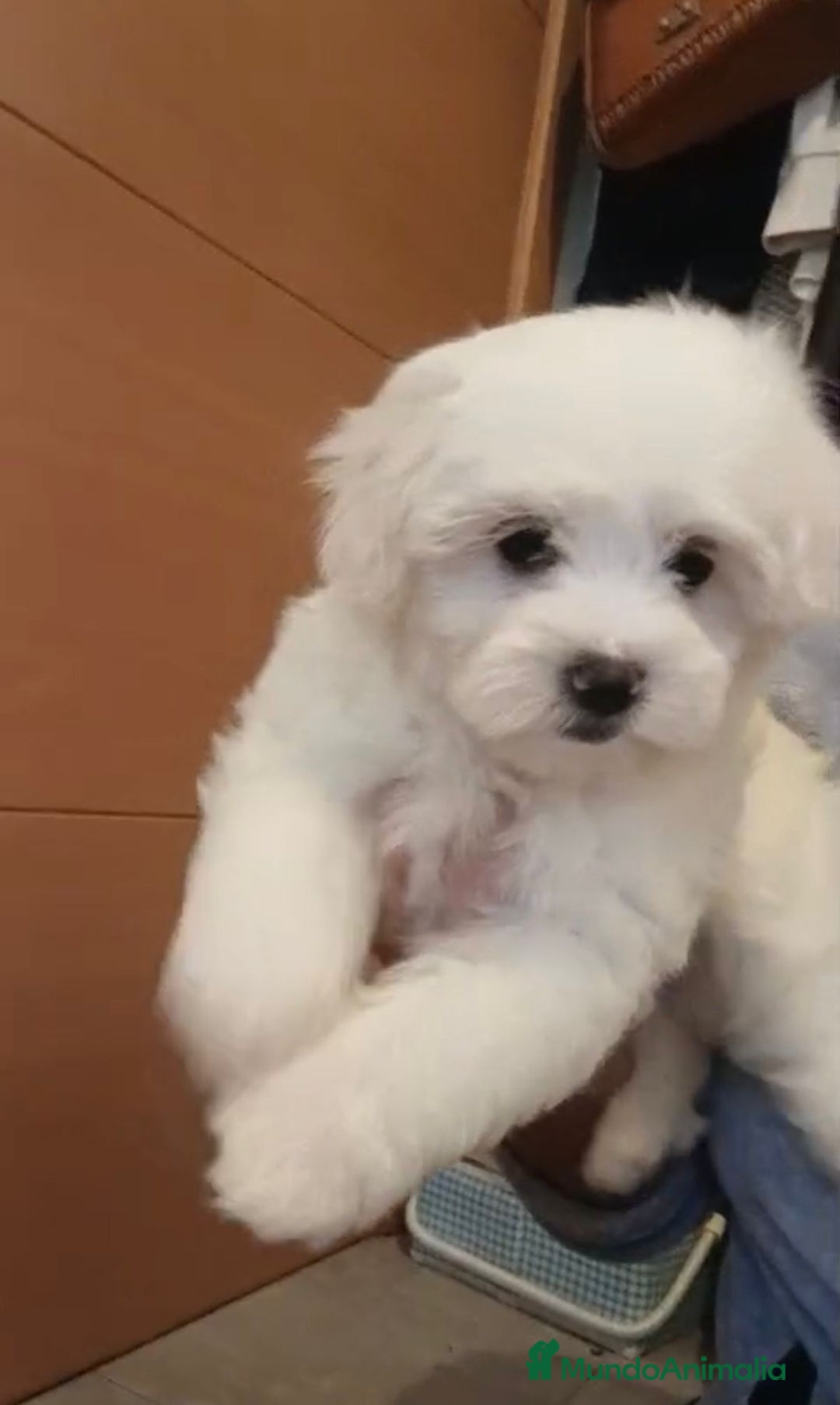 Bichón Maltés perros en venta: Bichon maltés  - Imagen 2