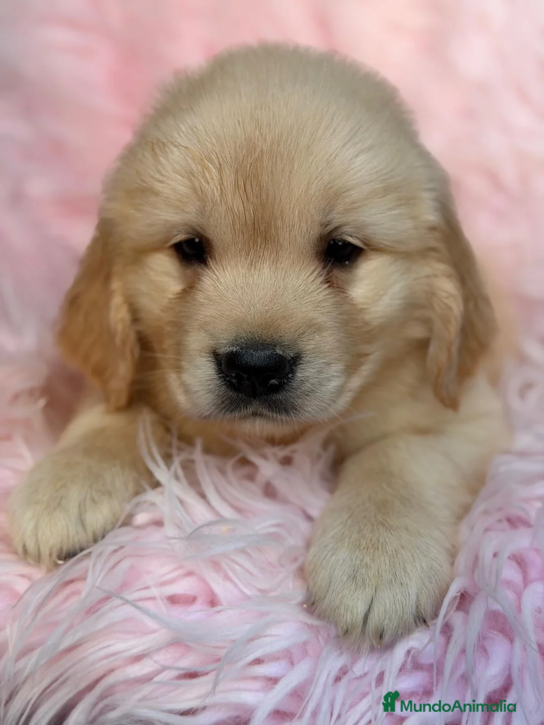 Golden Retriever perros en venta: Camada de golden - Anuncio 2