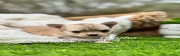 Chihuahua perros en venta: CHIHUAHUA PELO LARGO MACHO - Anuncio 2