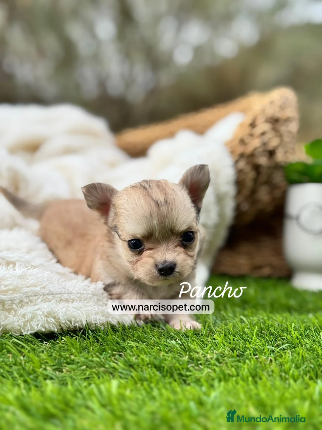Chihuahua perros en venta: CHIHUAHUA PELO LARGO MACHO - Anuncio 2