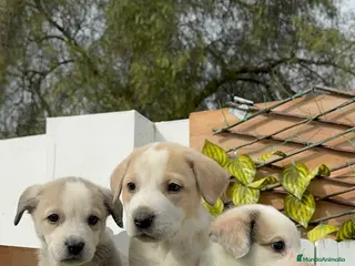 Mastín Español perros MASTIN ESPAÑOL HEMBRAS - Anuncio 2