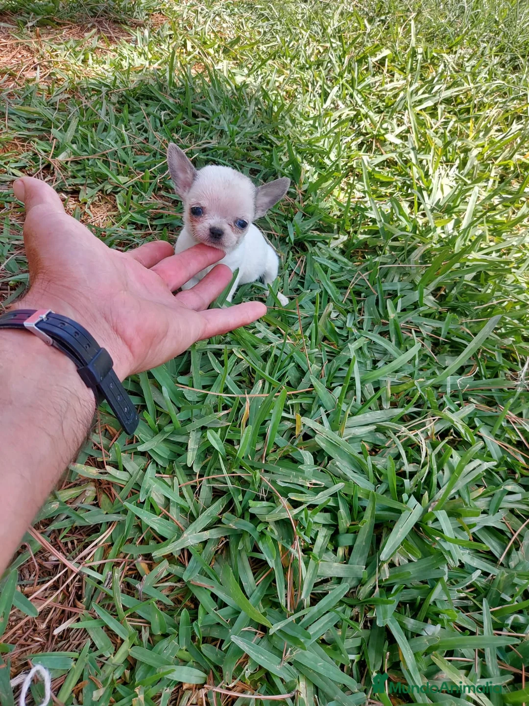 Chihuahua perros en venta: chihuahua linea Rusa - Anuncio 6