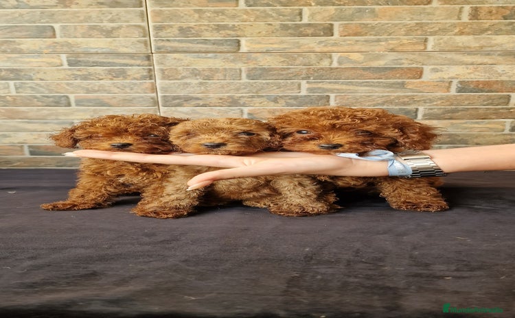Caniche Toy perros - Anuncio 10