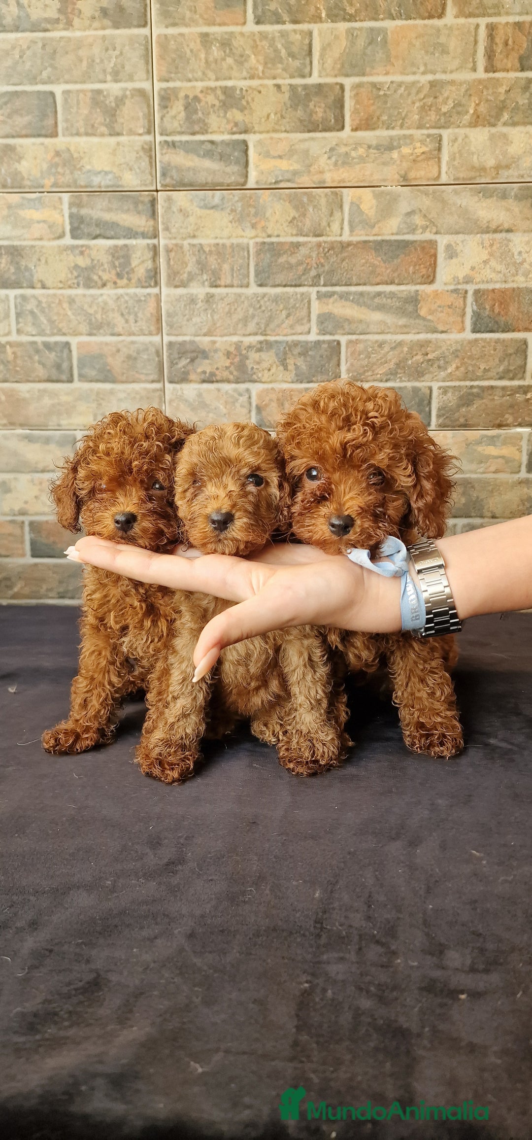Caniche Toy perros en venta: Caniches asiaticos y europeos - Imagen 1
