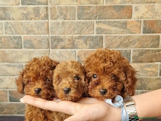 Caniche Toy perros - Anuncio 26