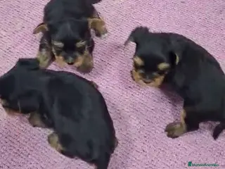 Yorkshire Terrier perros Preciosas Yorkshire Toy disponibles para entregar en Málaga - Anuncio 1