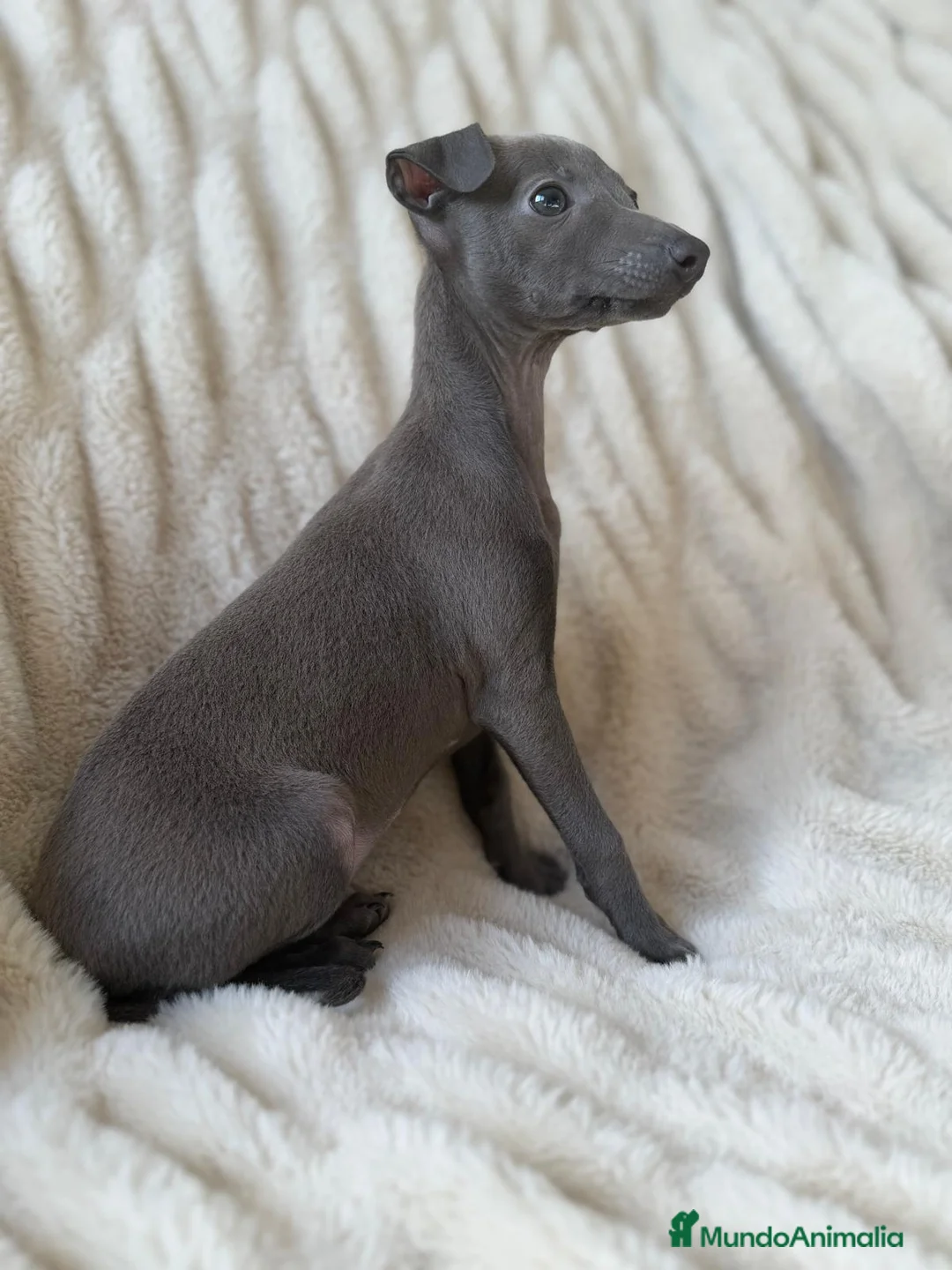 Pequeño Lebrel Italiano perros en venta: Pequeño Lebrel Italiano hembra disponible  - Anuncio 11