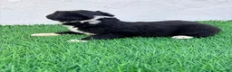 Border Collie perros en venta: Border Collie - Anuncio 8