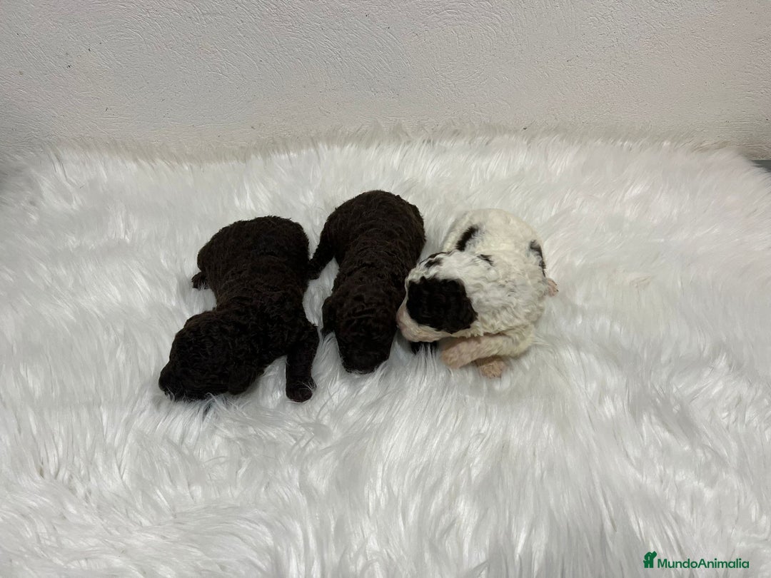 Perro de Agua Español perros en venta: PERRO DE AGUA ESPAÑOL - Anuncio 3